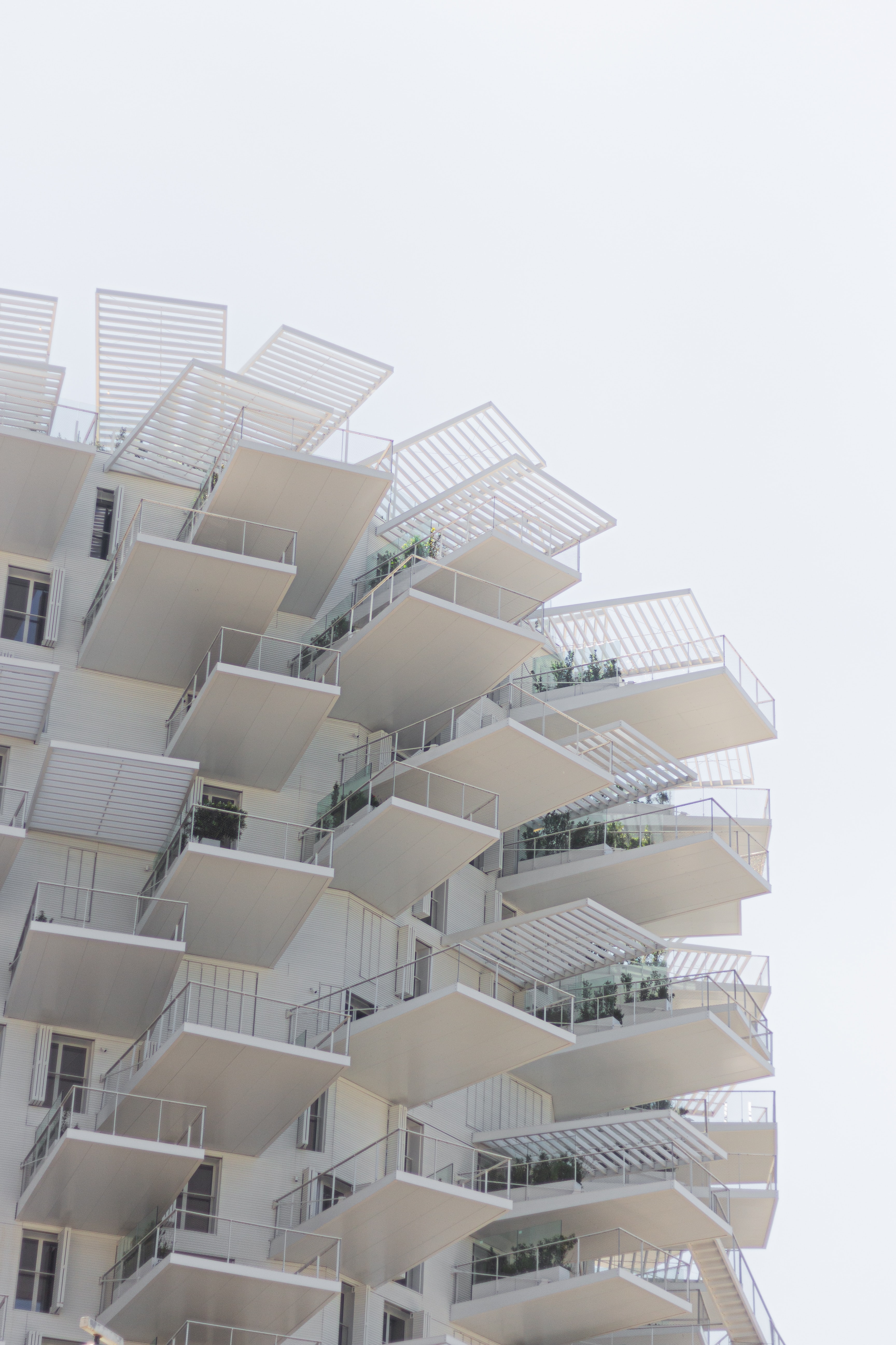 arbre blanc montpellier